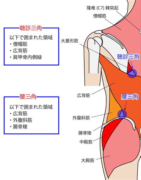 腰三角 構成|【解剖学】ゴロあわせで簡単に覚える「〇〇三角シリーズ まと。